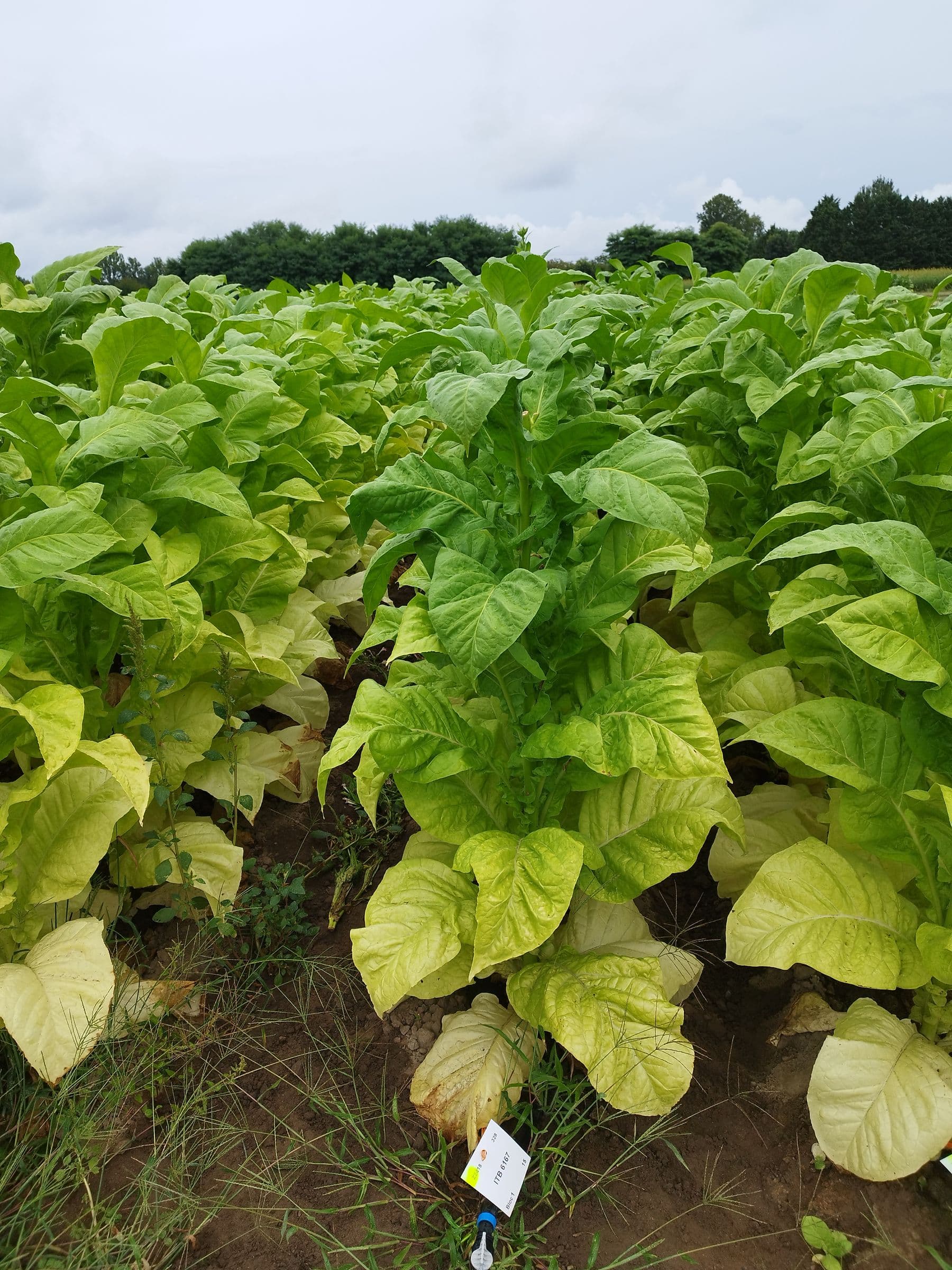 Plant de tabac de la variété ITB 6167