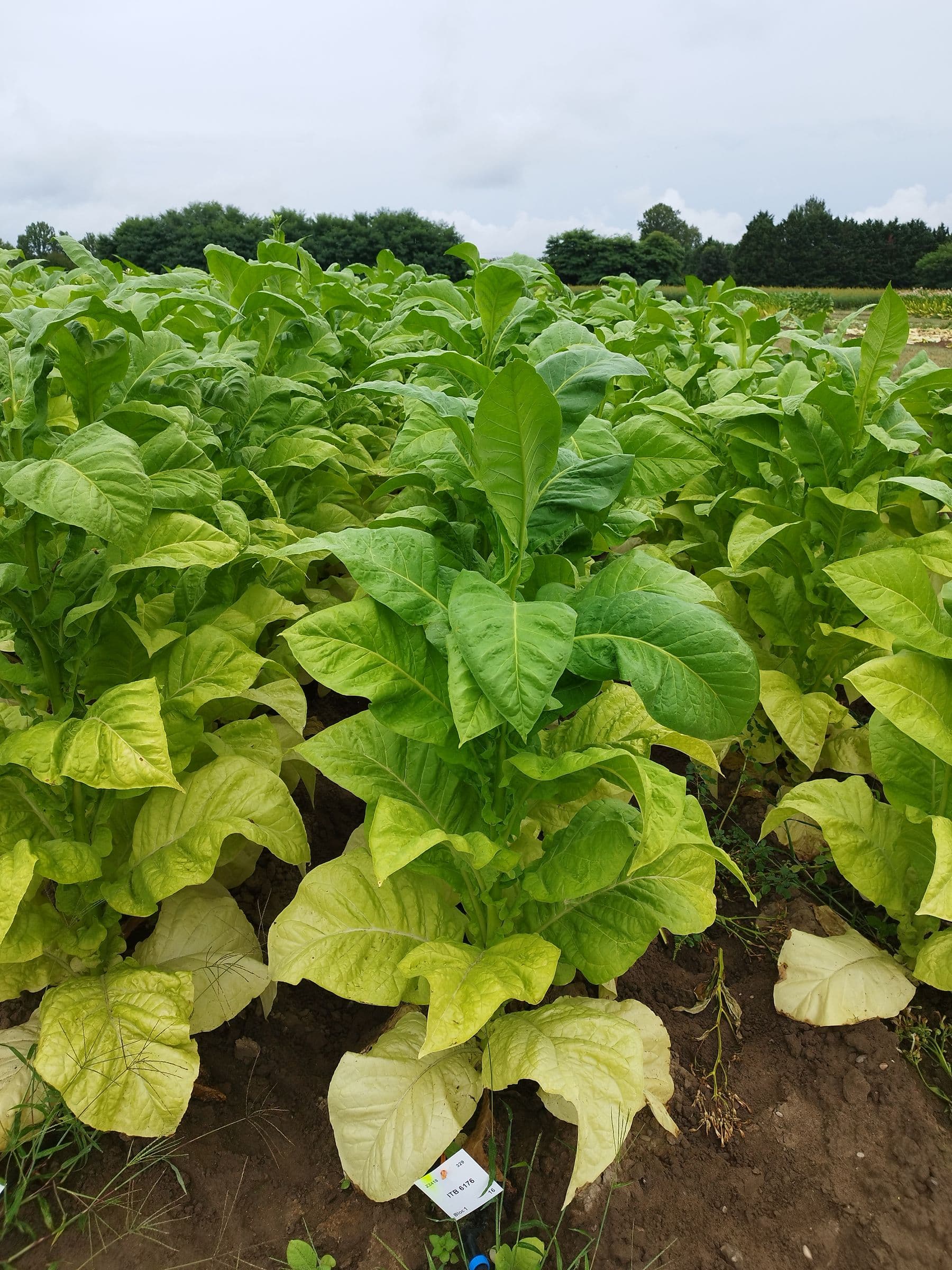 Plant de tabac de la variété ITB 6176