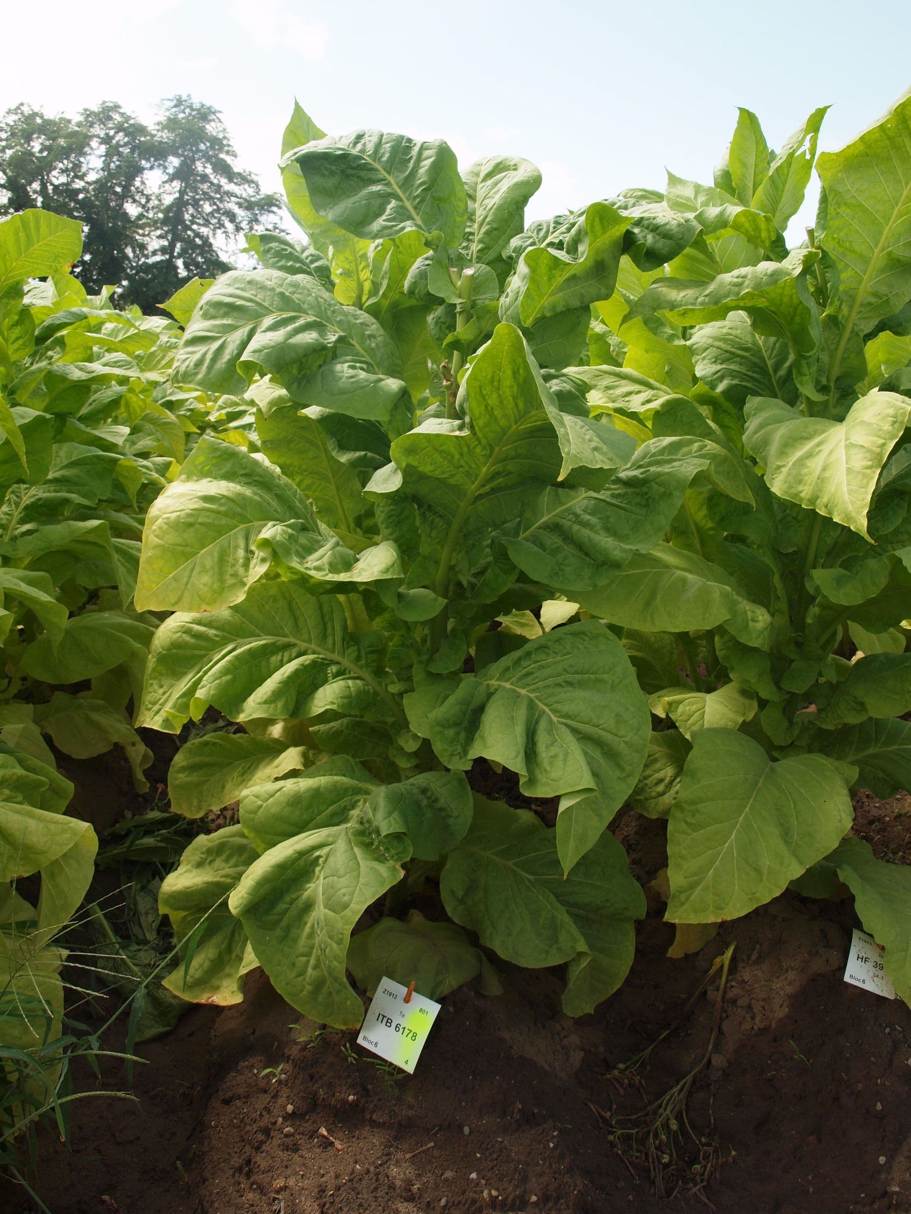 Plant de tabac de la variété ITB 6178