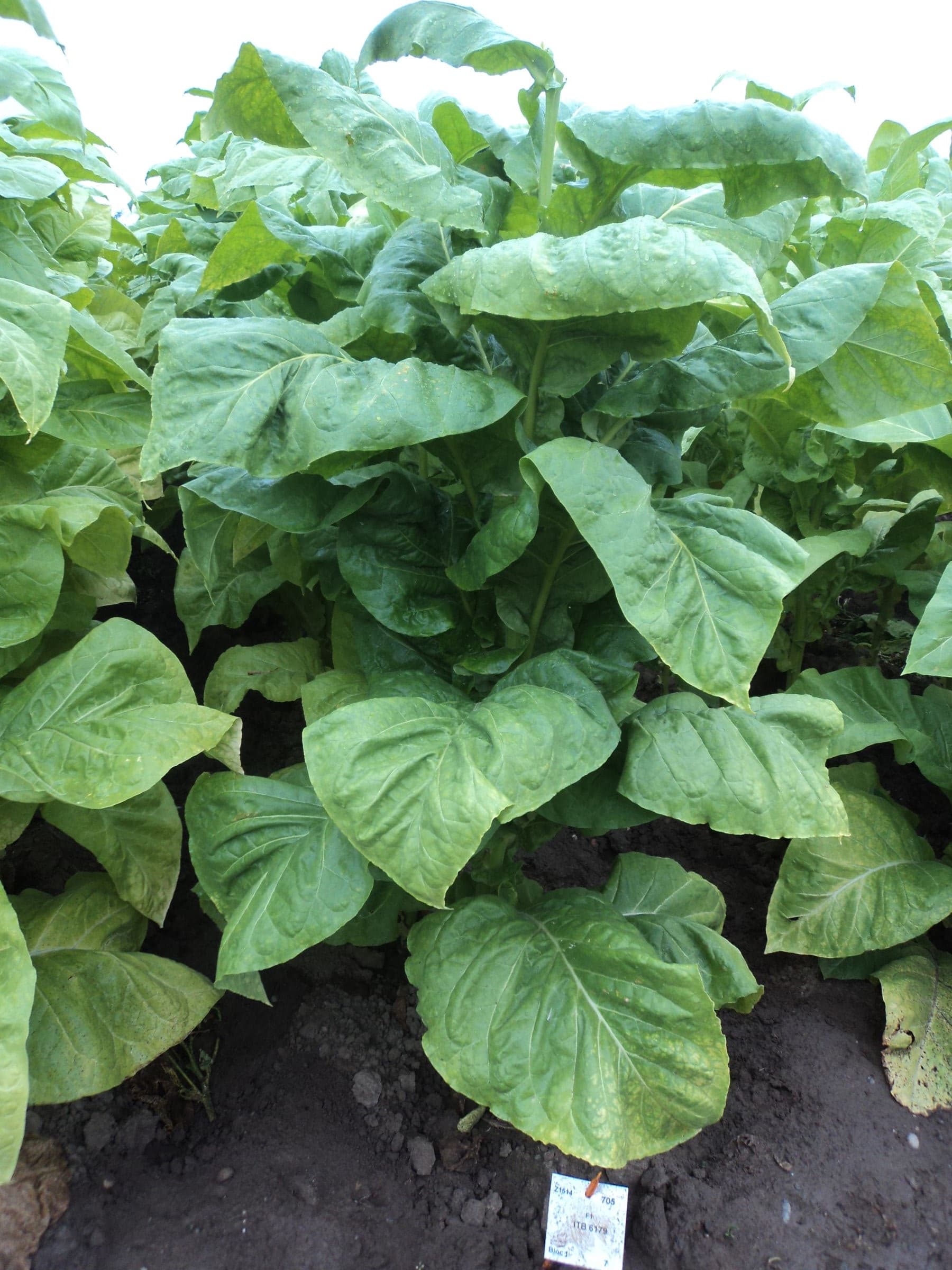 Plant de tabac de la variété ITB 6179
