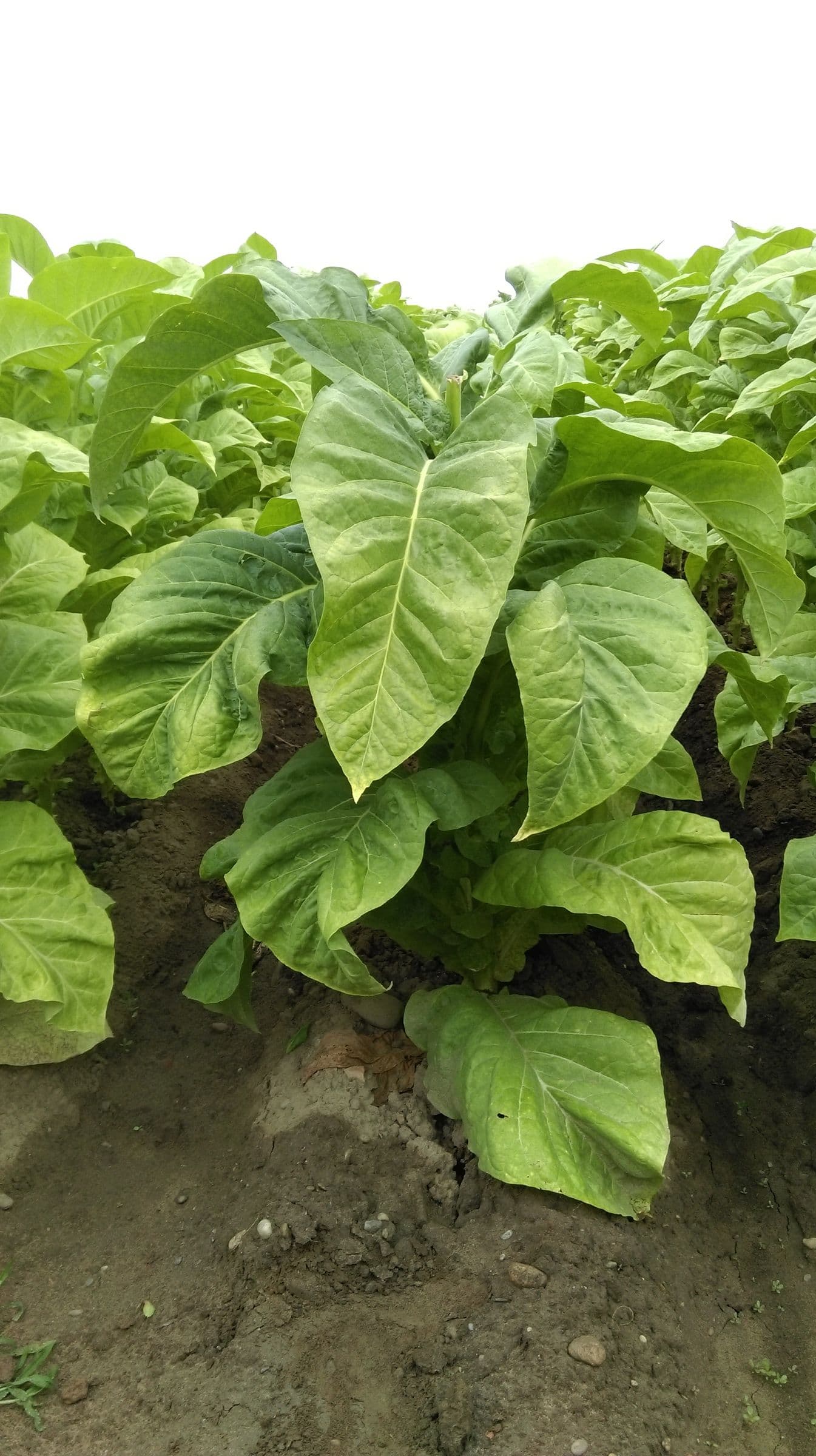 Plant de tabac de la variété ITB 678