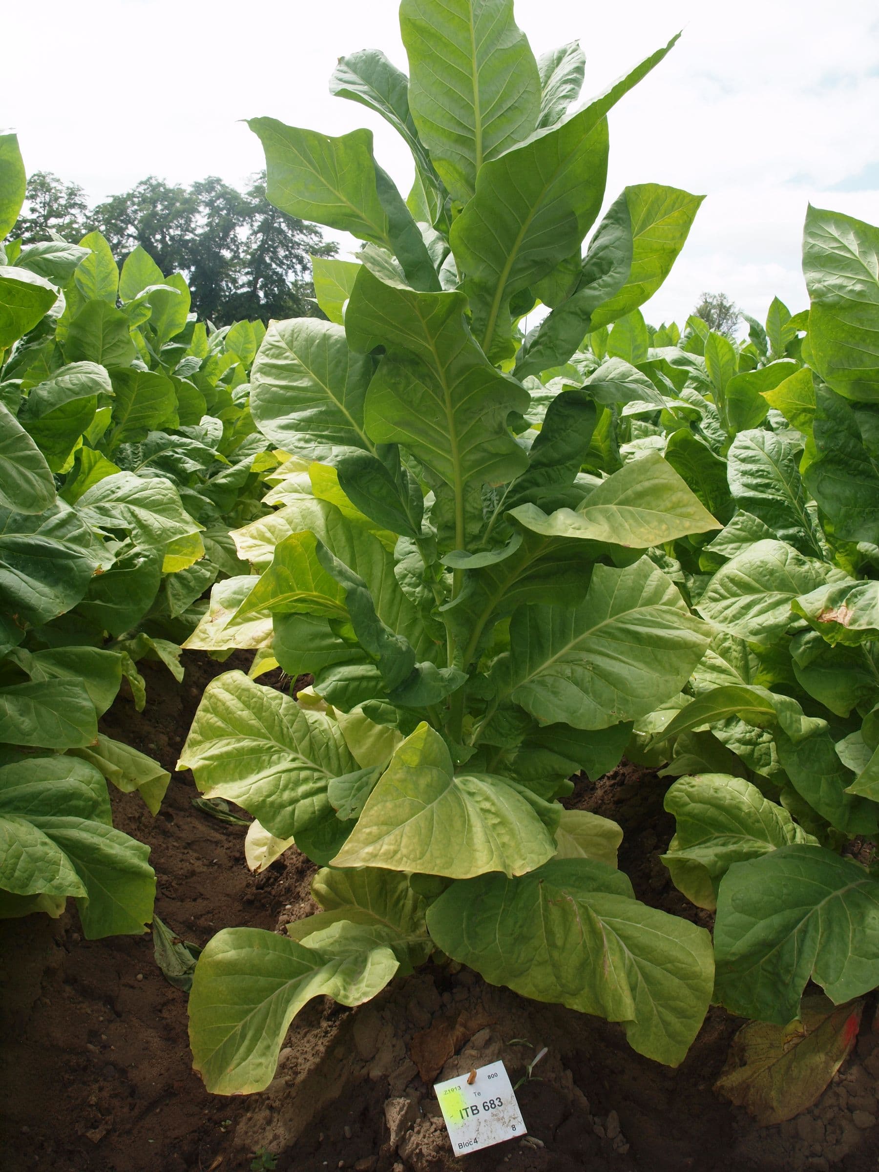 Plant de tabac de la variété ITB 683