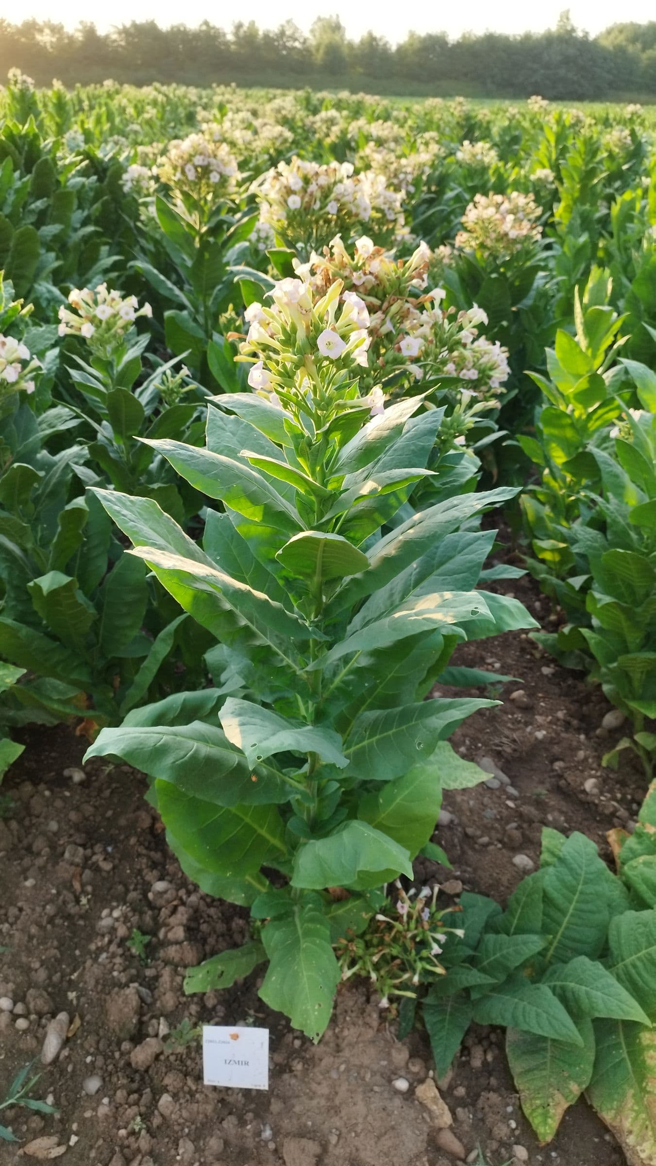 Plant de tabac de la variété Izmir