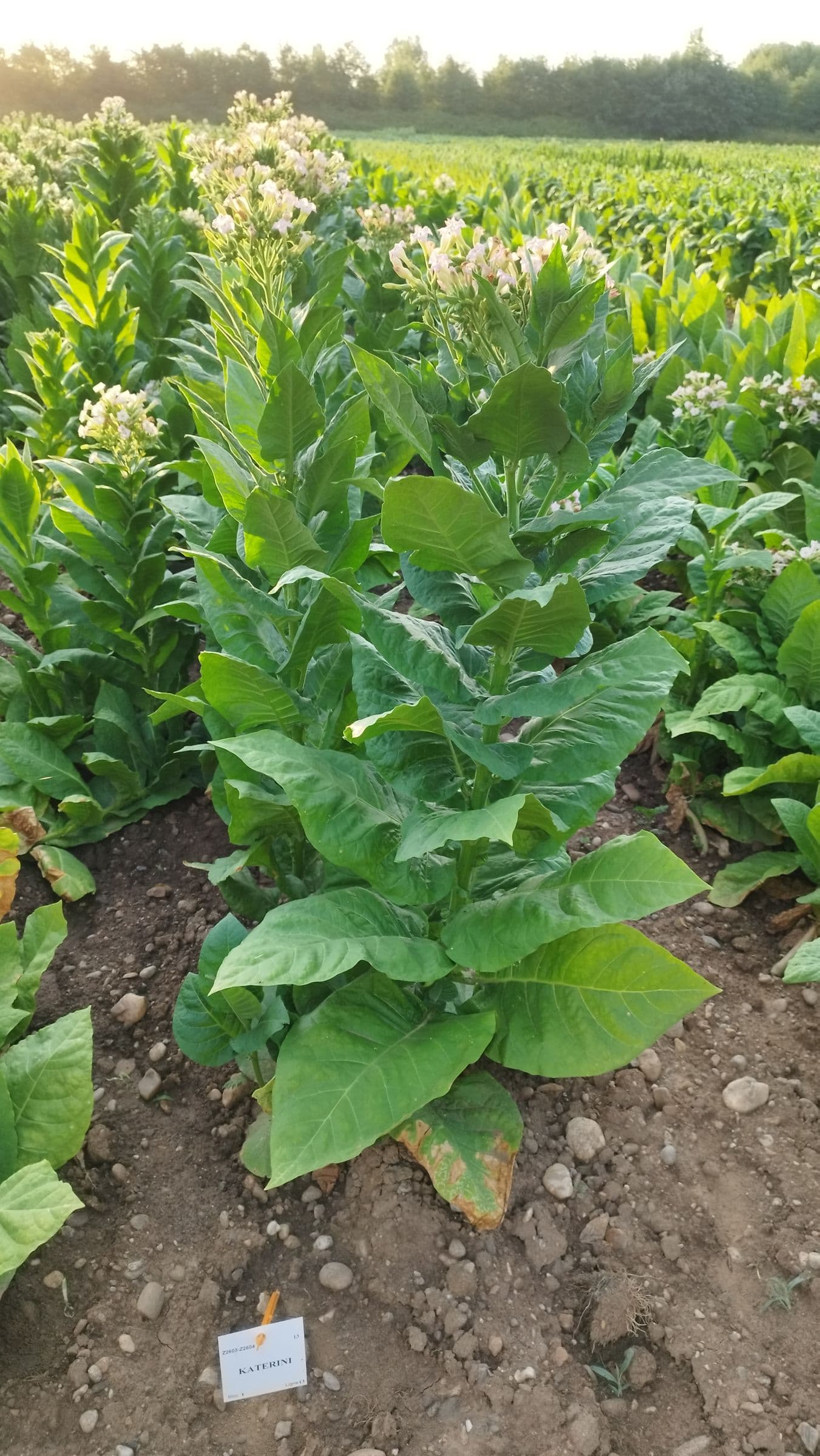 Plant de tabac de la variété Katerini