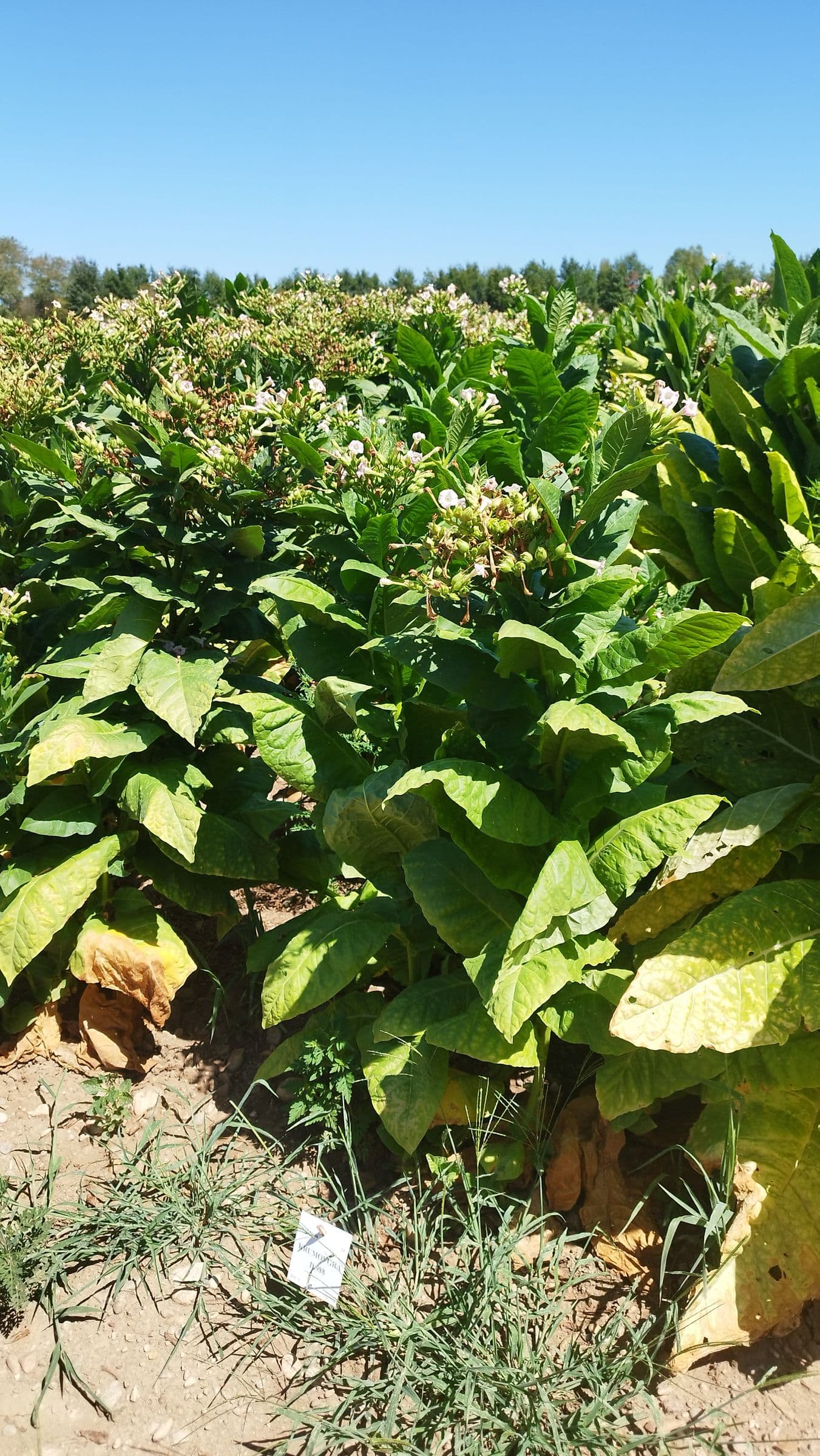 Plant de tabac de la variété Krumovgrad