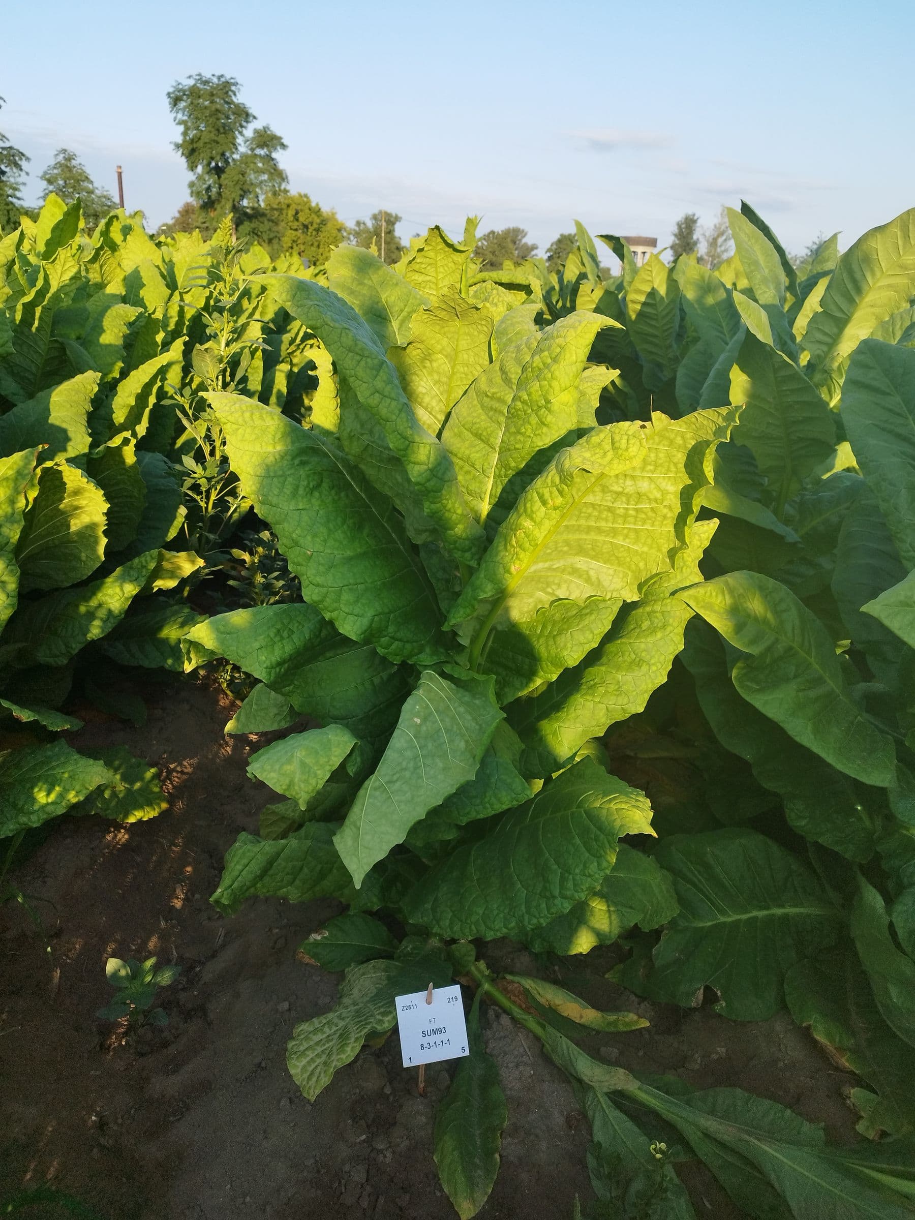 Plant de tabac de la variété Muse 8