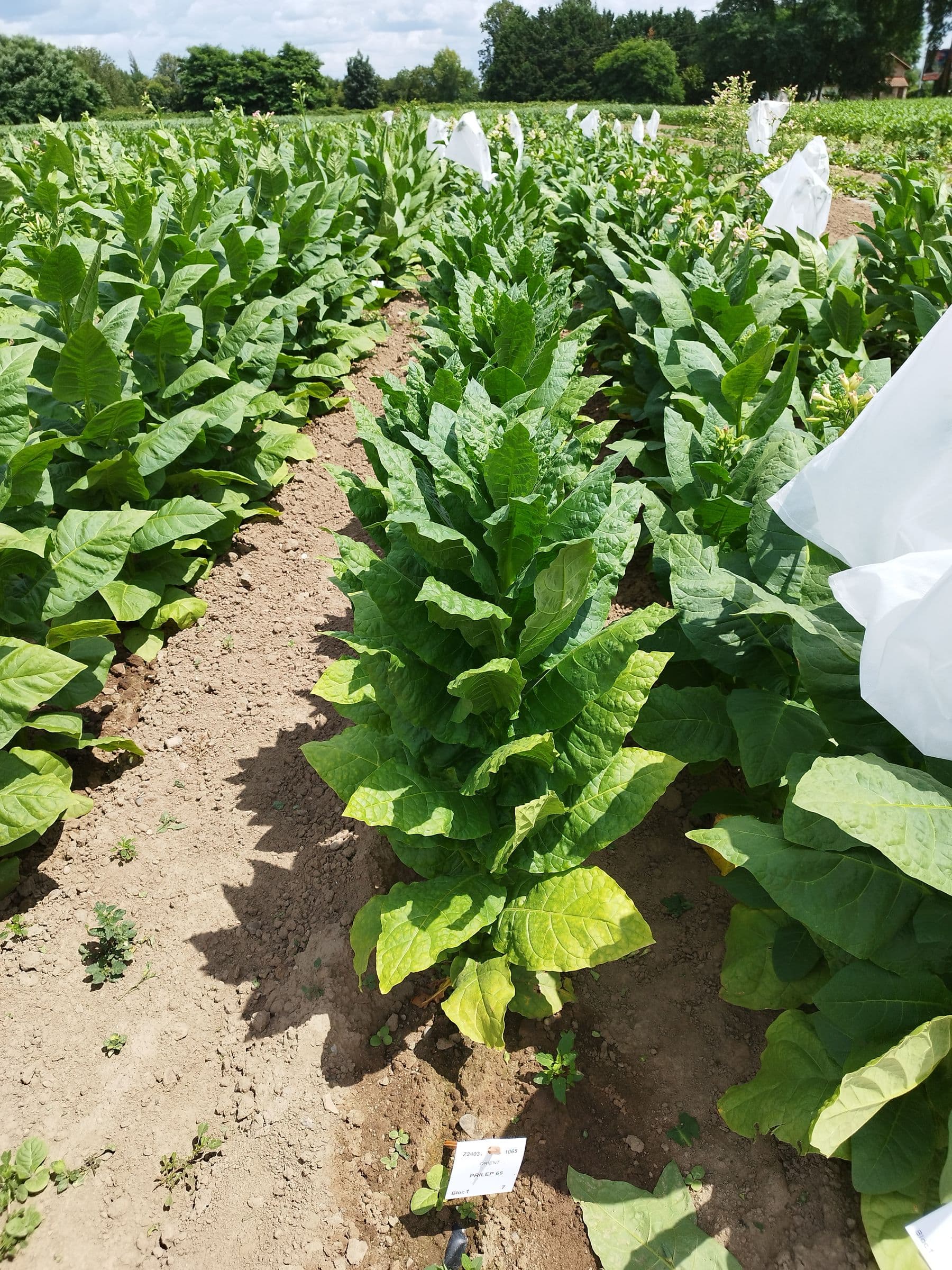 Plant de tabac de la variété Prilep