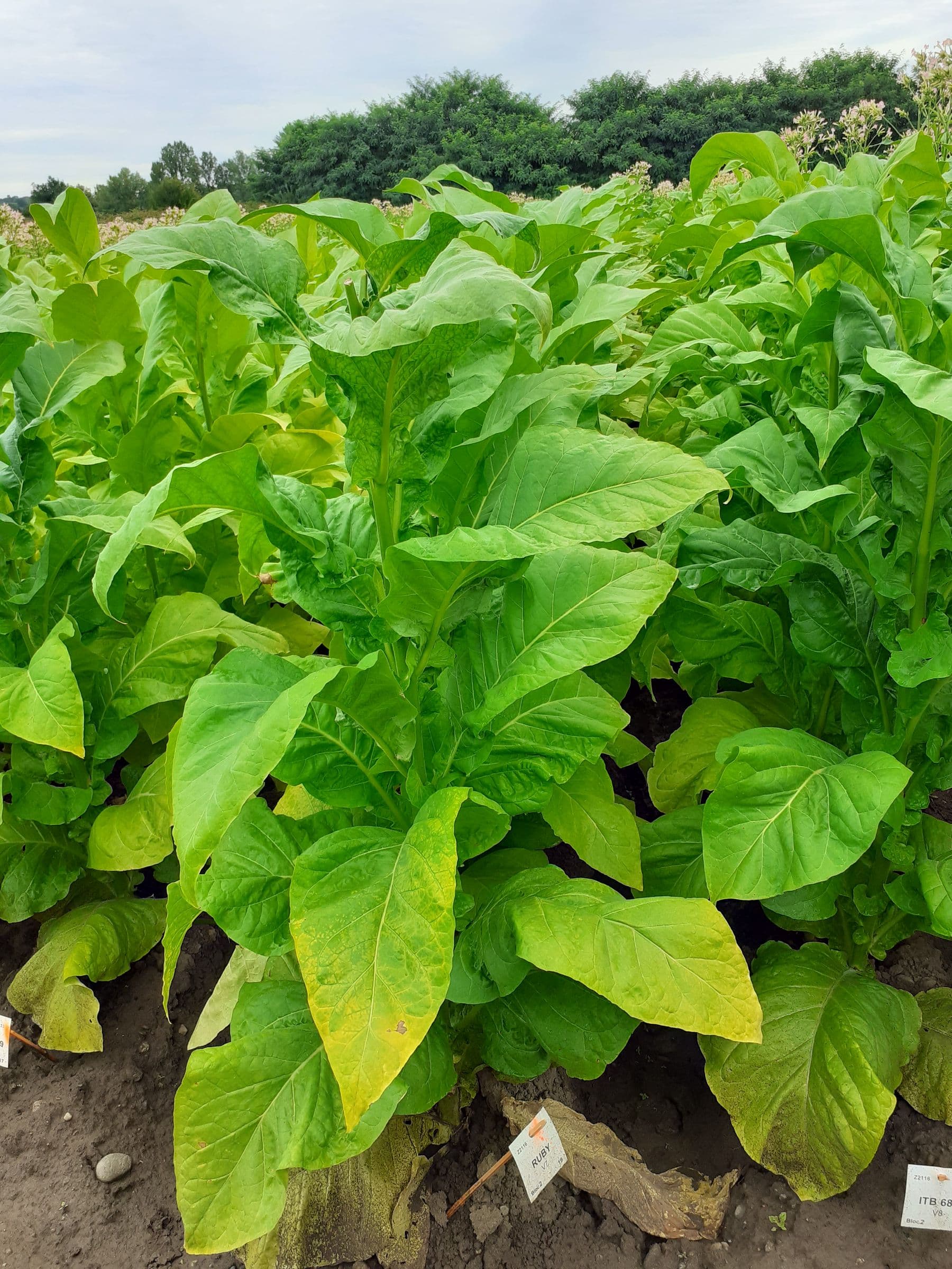 Plant de tabac de la variété RUBY