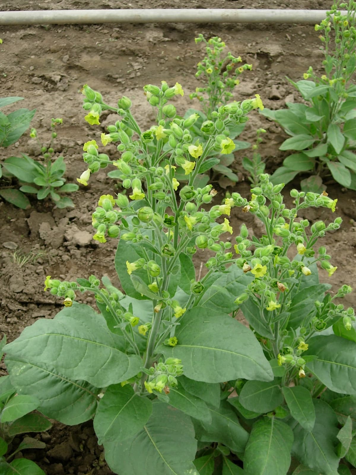 Plant de tabac de la variété Rustica