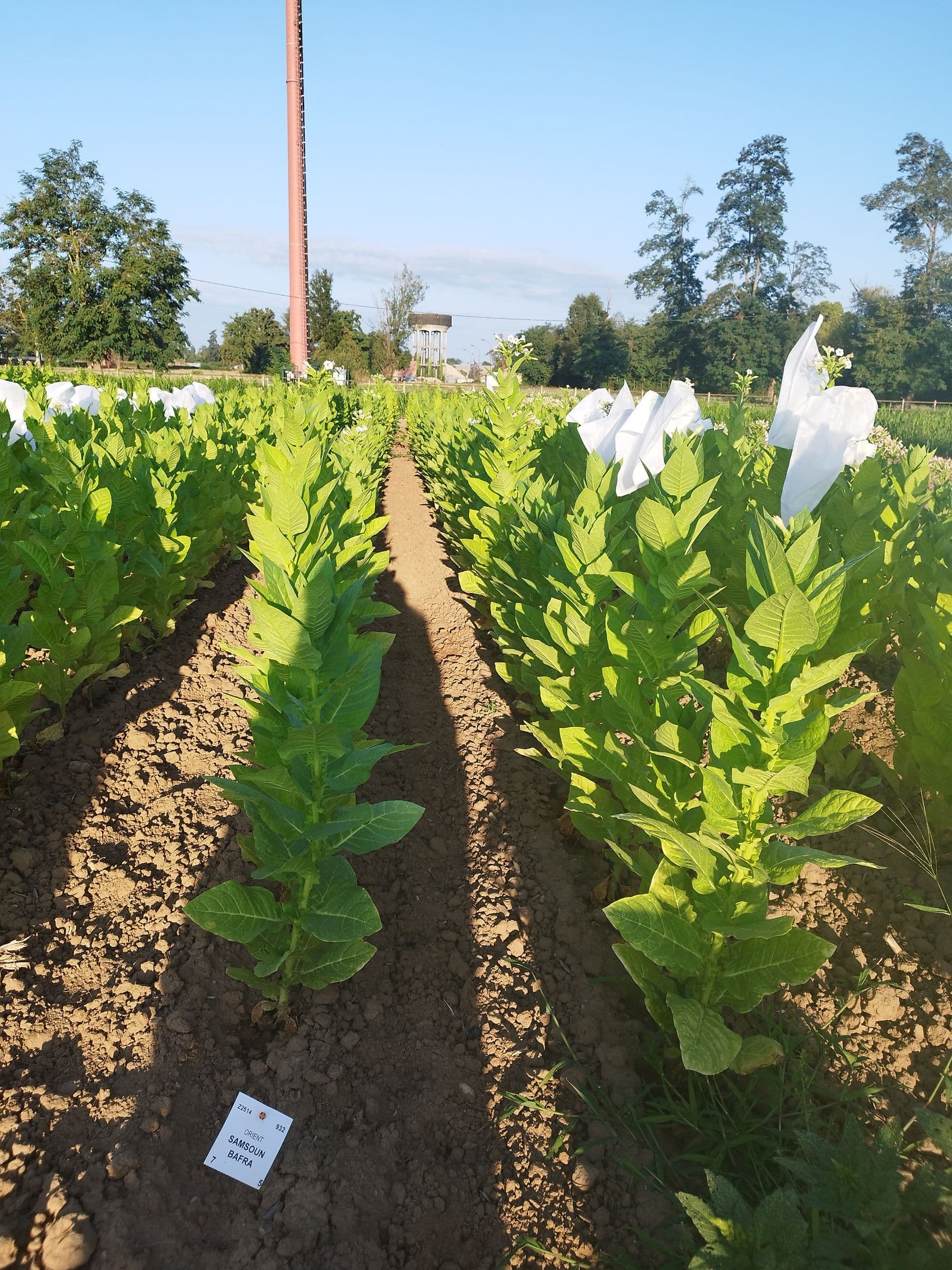 Plant de tabac de la variété Samsun