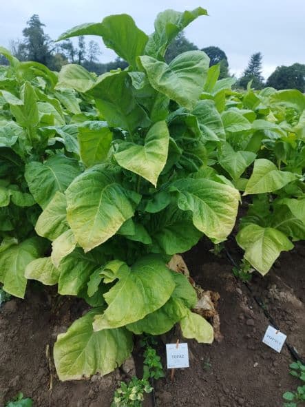 Plant de tabac de la variété TOPAZ