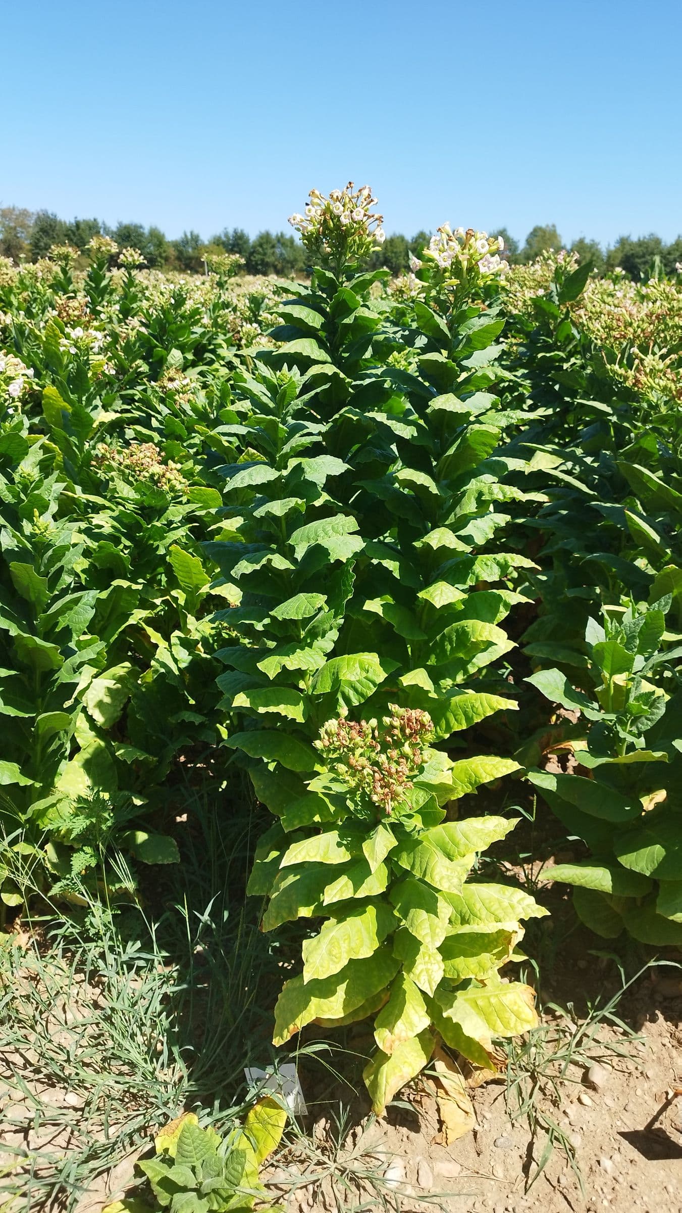 Plant de tabac de la variété Xanthi Yaka