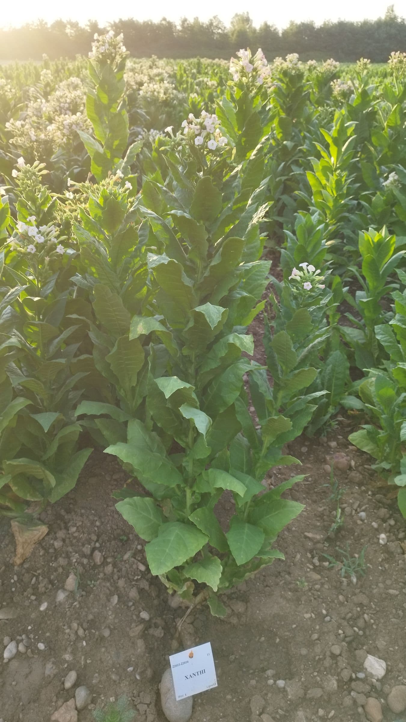 Plant de tabac de la variété Xanthi