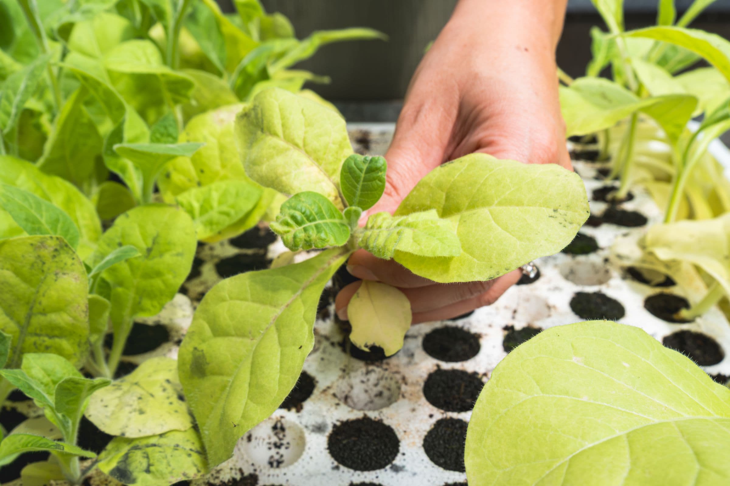Jeune plant de tabac soulevé de son alvéole, motte racinaire apparente
