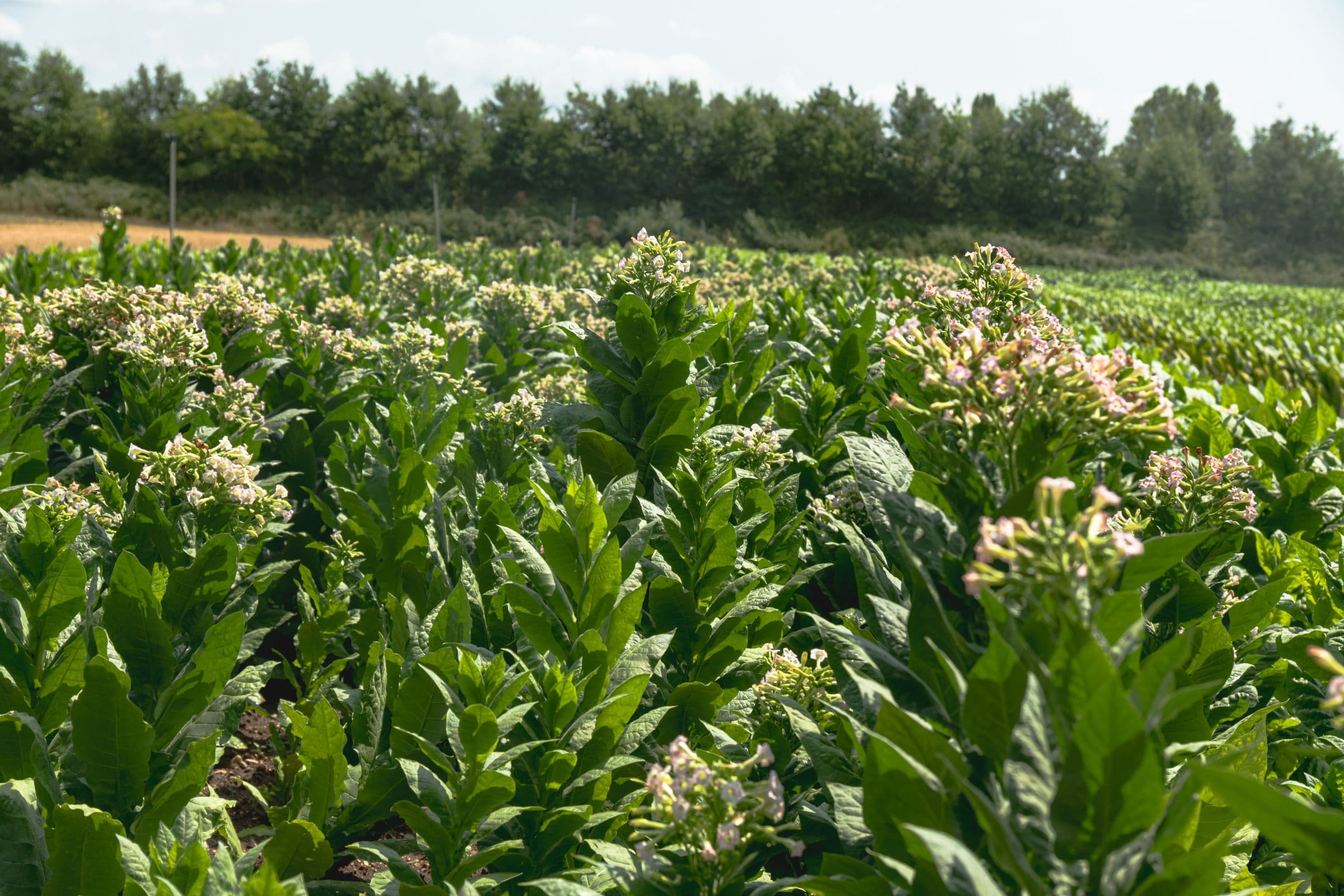Parcelle de tabac en fleur chez Bergerac Seed & Breeding