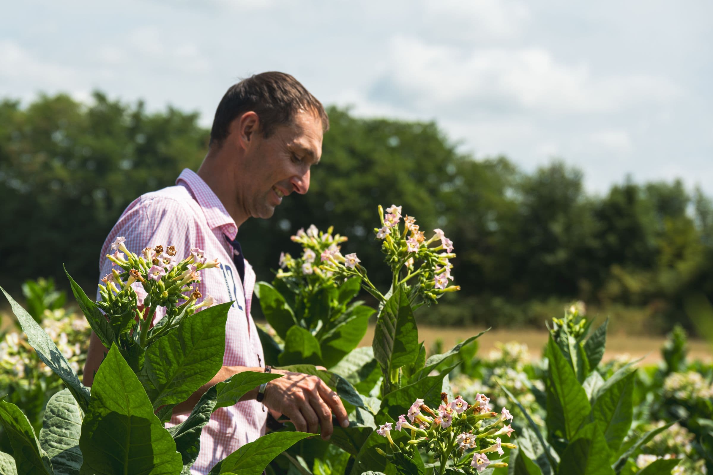 Technicien BSB inspectant les fleurs d’un plant de tabac dans une parcelle de sélection