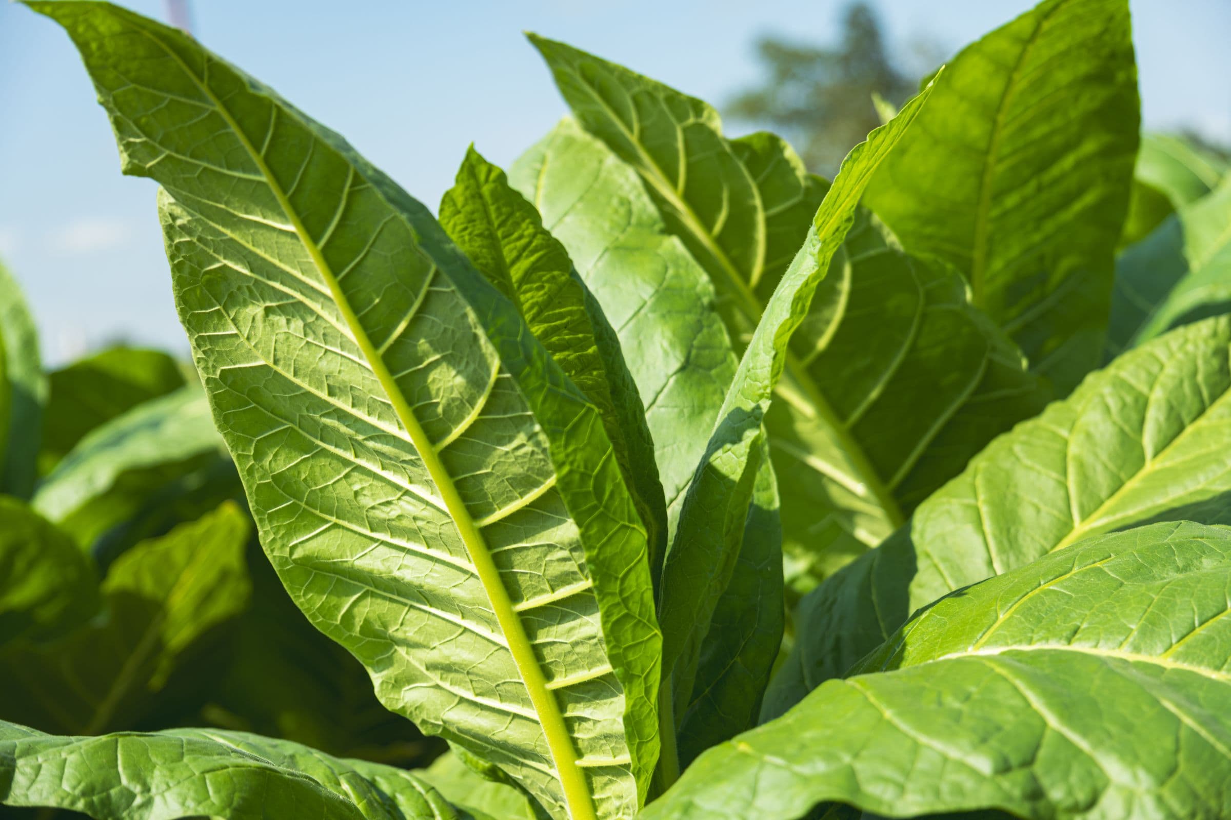 Feuilles de tabac en pleine croissance, limbe et nervures