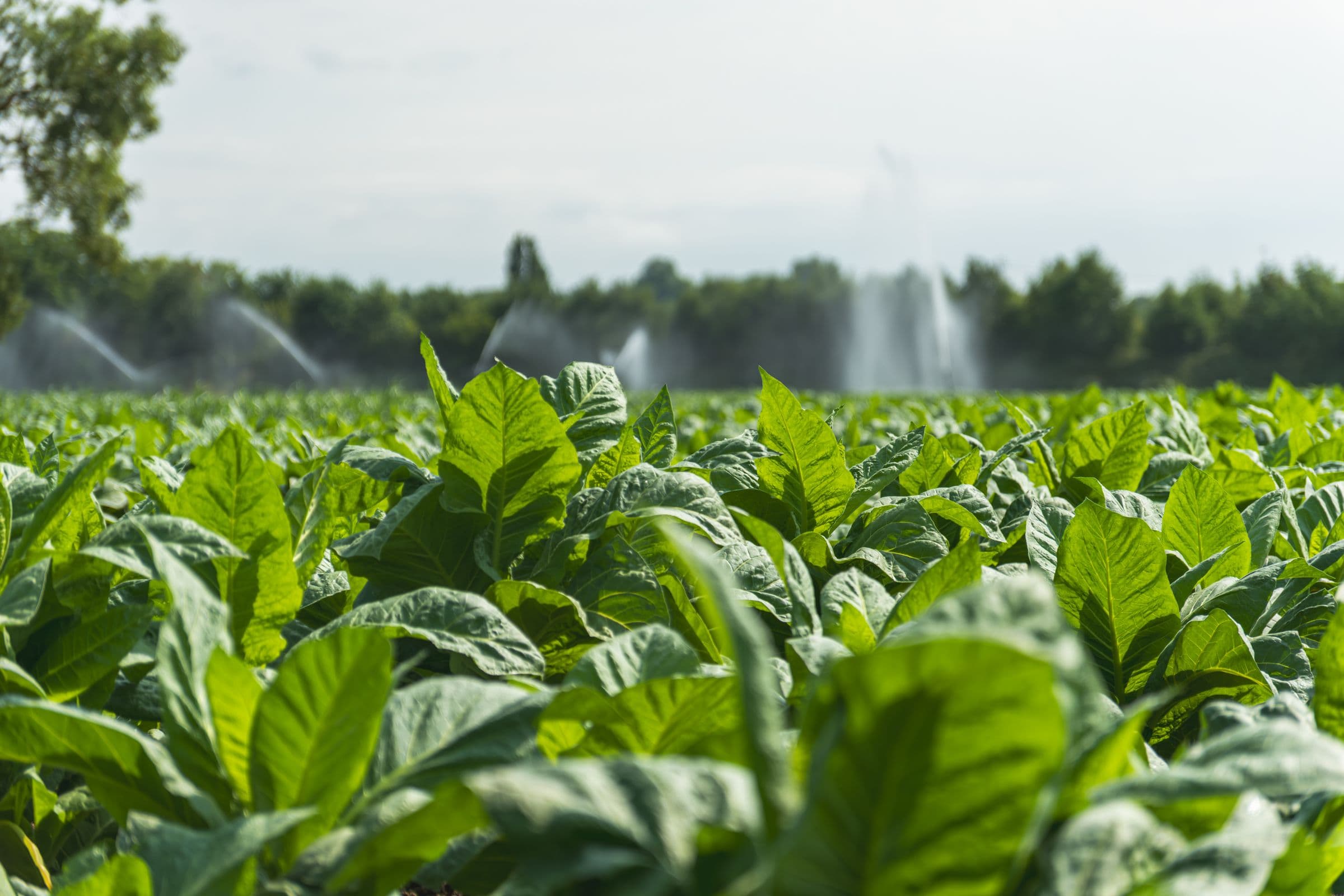 Parcelle de tabac sous irrigation par aspersion